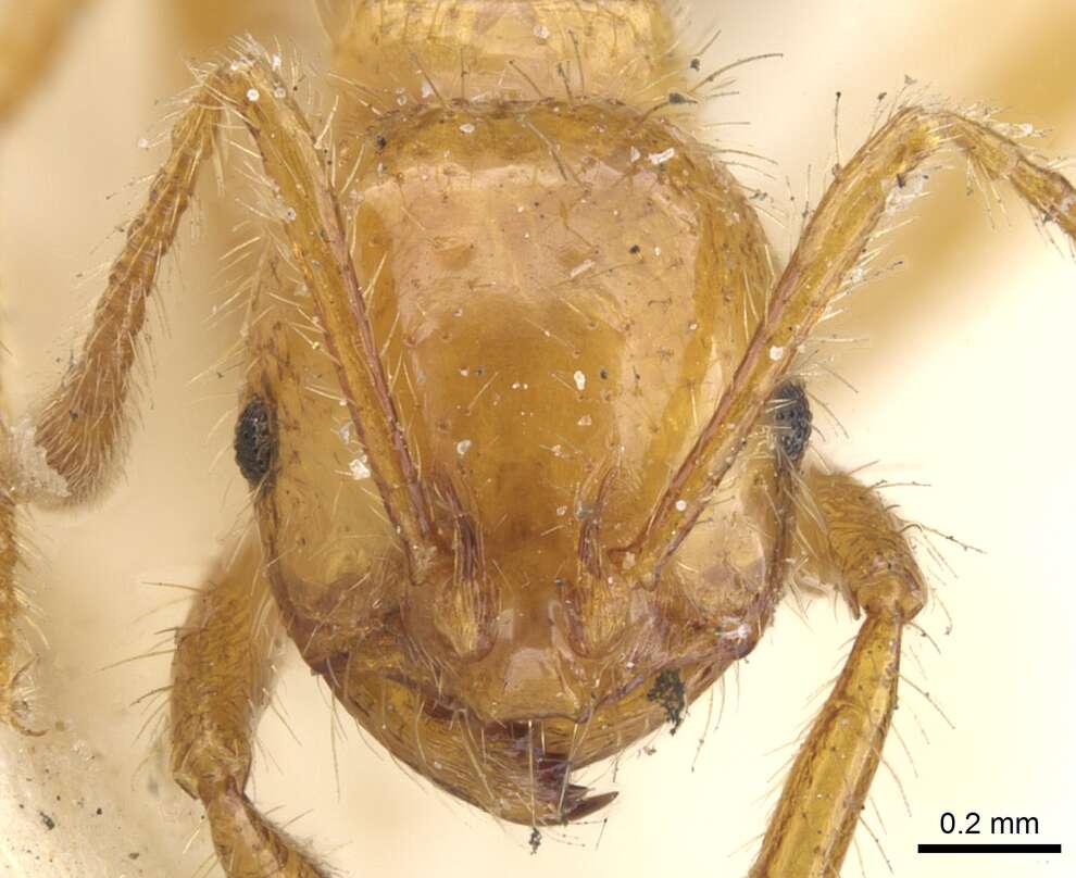 Image of Solenopsis virulens (Smith 1858)