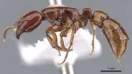 Image of <i>Centromyrmex secutor</i>