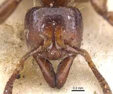 Imagem de Centromyrmex sellaris Mayr 1896