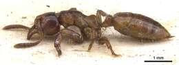 Imagem de Centromyrmex sellaris Mayr 1896