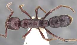 Image of Psalidomyrmex sallyae Bolton 1975