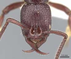 Image of Psalidomyrmex sallyae Bolton 1975