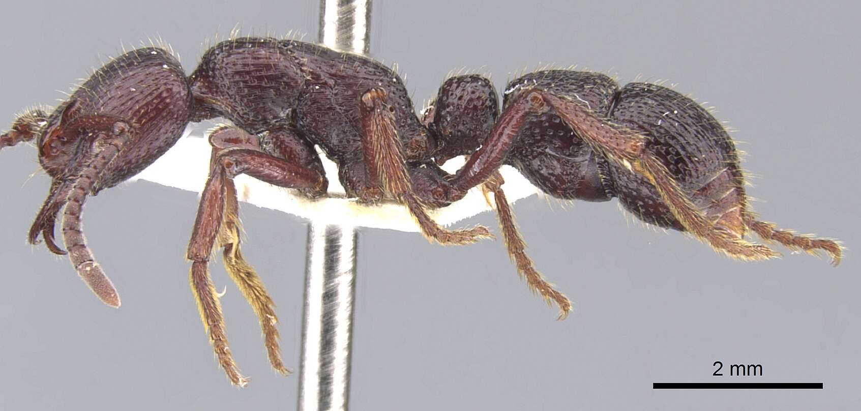 Image of Psalidomyrmex sallyae Bolton 1975