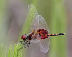 Imagem de Celithemis amanda (Hagen 1861)