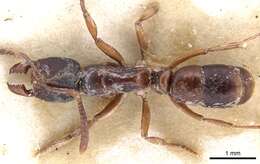 Image of Panther Ants