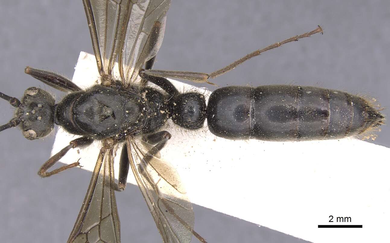 Image of Neoponera villosa