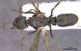 Image of Panther Ants