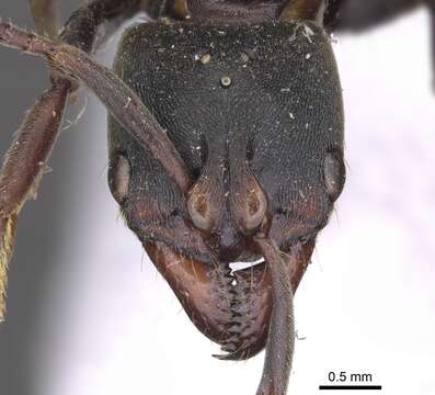 Image of Panther Ants