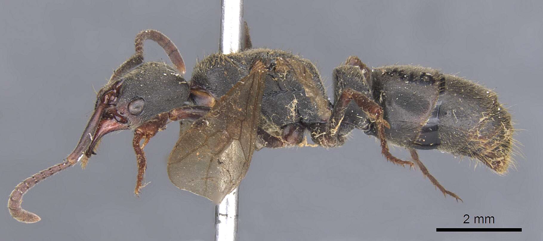 Image of Panther Ants