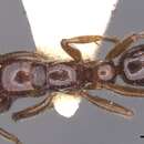 Image of Myopias castaneicola (Donisthorpe 1938)
