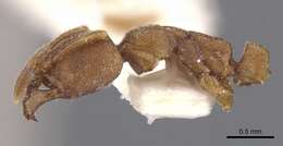 Image of Myopias nops Willey & Brown 1983