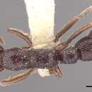 Image of Myopias lobosa Willey & Brown 1983