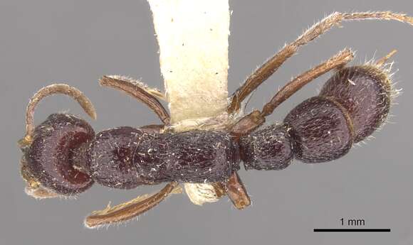 Image of Myopias lobosa Willey & Brown 1983