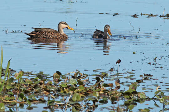 Image of Florida duck