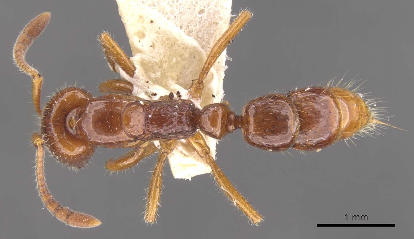 Plancia ëd Myopias chapmani Willey & Brown 1983