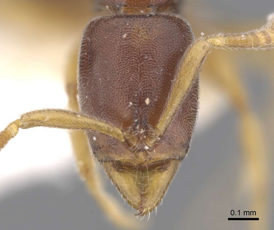 Image of <i>Hypoponera lepida</i>