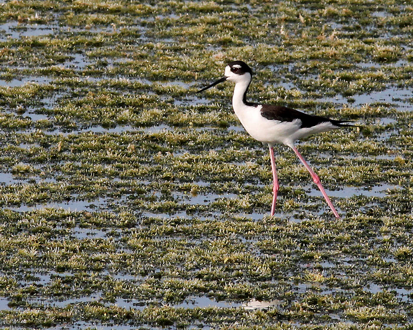 Image of Black-necked Stilt