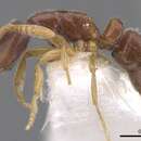 Image of <i>Hypoponera lepida</i>