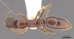 Image of <i>Hypoponera faex</i>