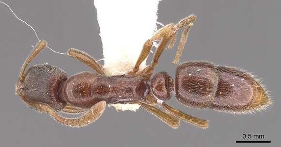 Image of <i>Hypoponera faex</i>