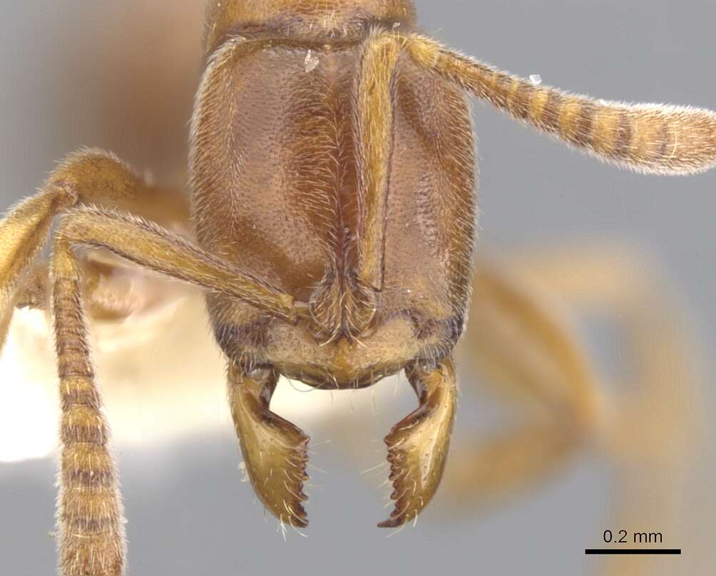Image of <i>Hypoponera ignavia</i>