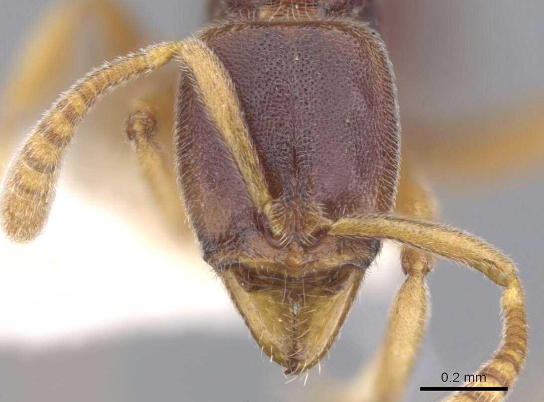 Image of <i>Hypoponera surda</i>
