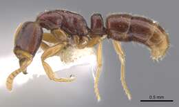 Image of <i>Hypoponera surda</i>