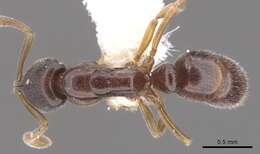 Image of <i>Hypoponera segnis</i>