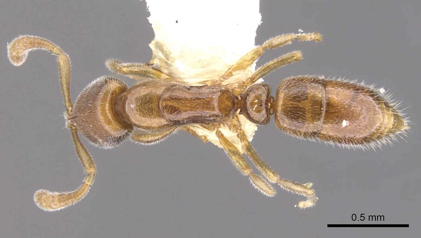 Image of <i>Hypoponera venusta</i>