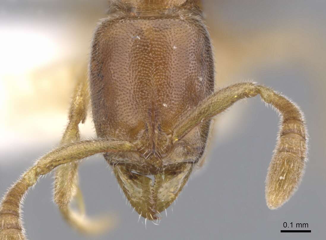 Image of <i>Hypoponera venusta</i>