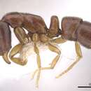 Image of <i>Hypoponera lassa</i>