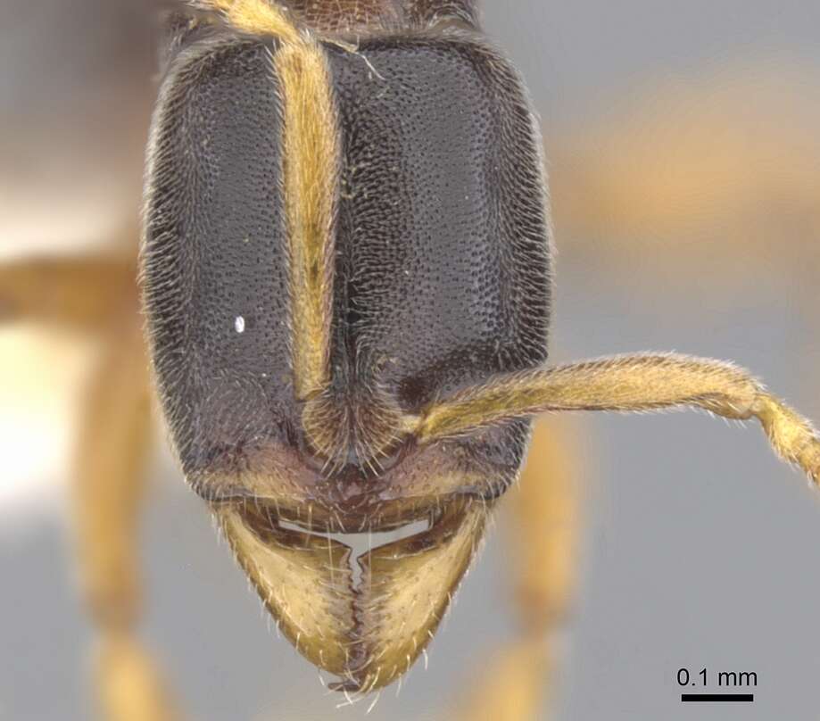 Image of <i>Hypoponera mixta</i>