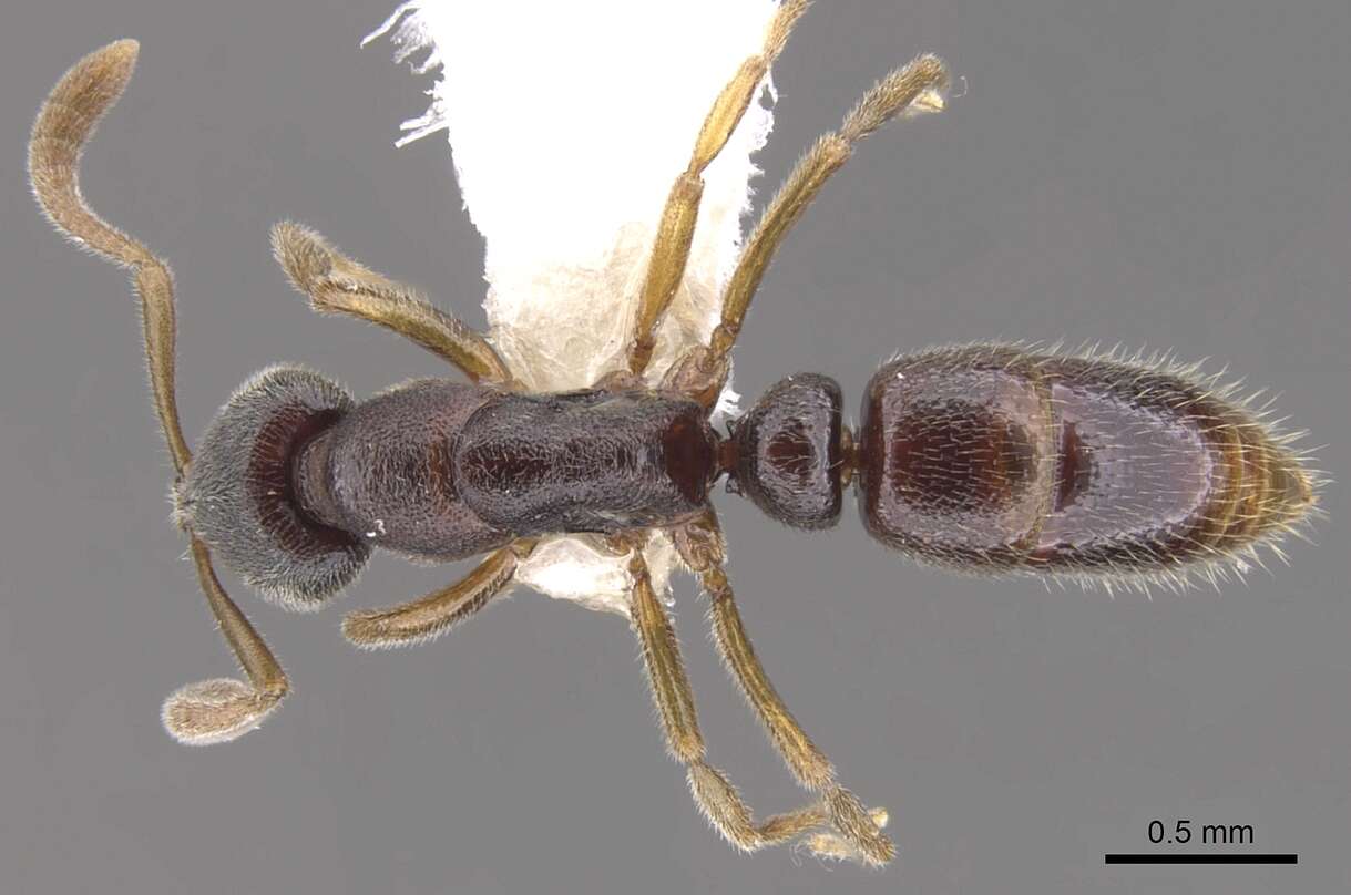 Image of <i>Hypoponera hebes</i>