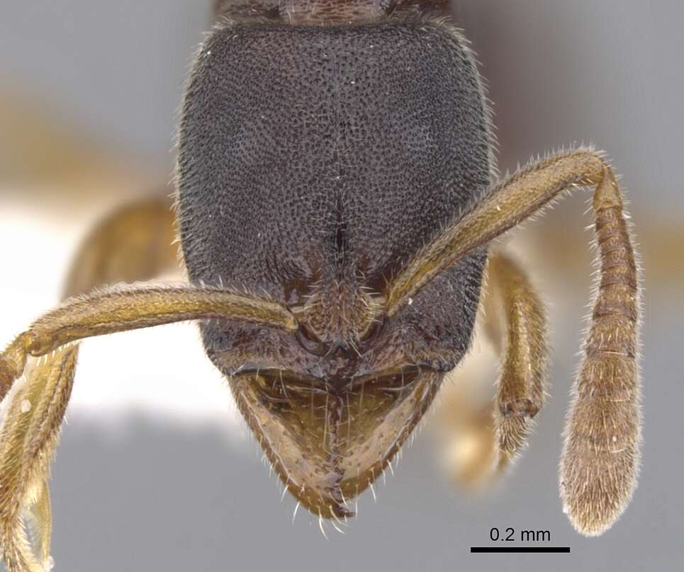 Image of <i>Hypoponera hebes</i>