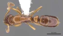 Image of <i>Hypoponera odiosa</i>