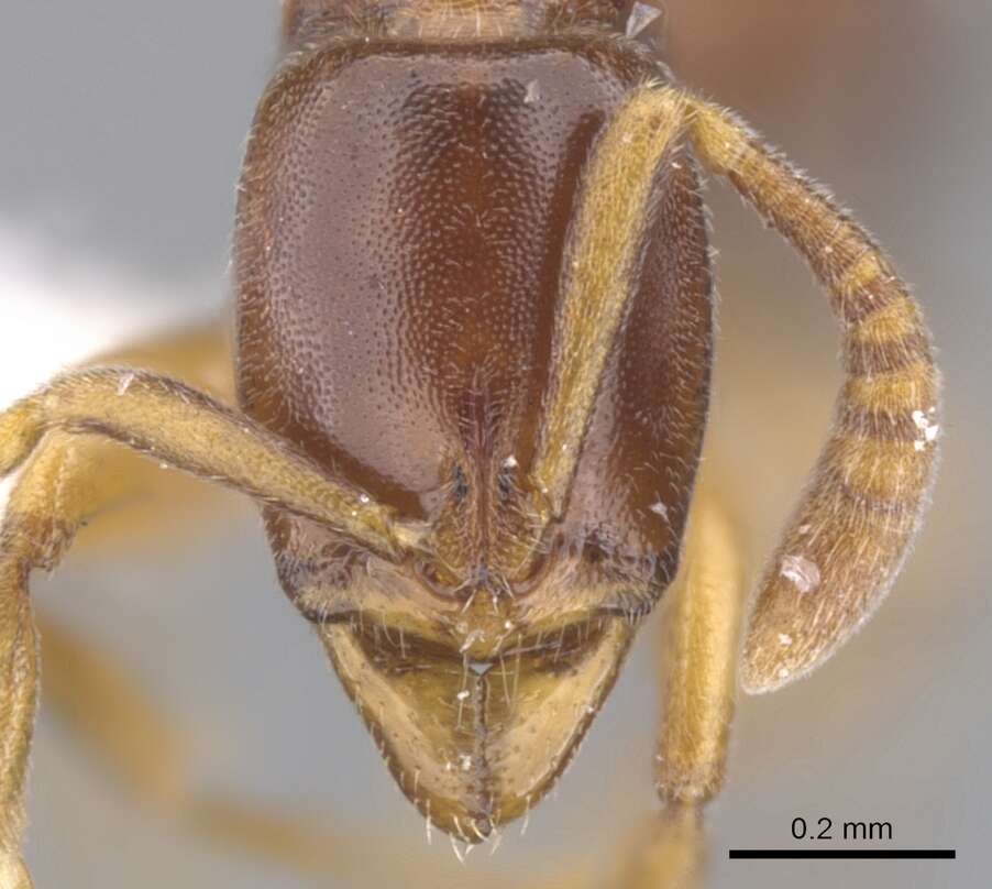 Image of <i>Hypoponera odiosa</i>