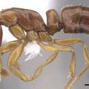 Image of <i>Hypoponera odiosa</i>