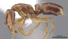 Image of <i>Hypoponera odiosa</i>