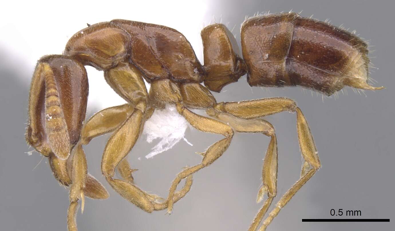 Image of <i>Hypoponera odiosa</i>