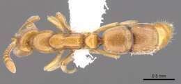 Image of <i>Hypoponera austra</i>