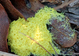 Image of Dog vomit slime mold