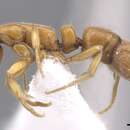 Image of <i>Hypoponera austra</i>