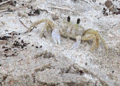 Image of Atlantic Ghost Crab