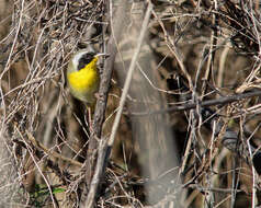 Geothlypis trichas (Linnaeus 1766) resmi