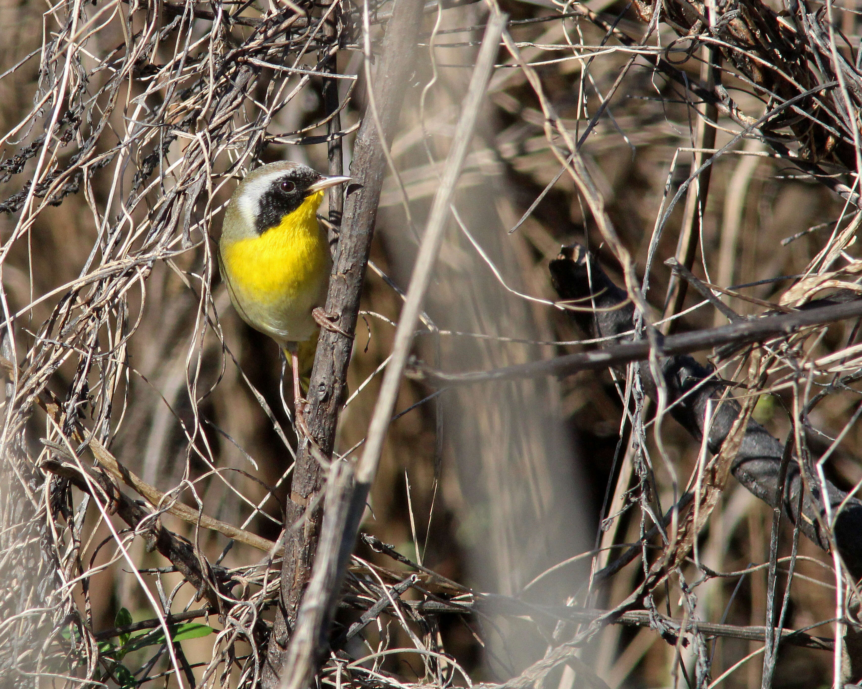 Image of Common Yellowthroat