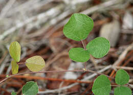 Слика од Rhynchosia cinerea Nash