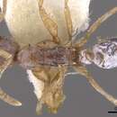 Image of Leptogenys testacea (Donisthorpe 1948)