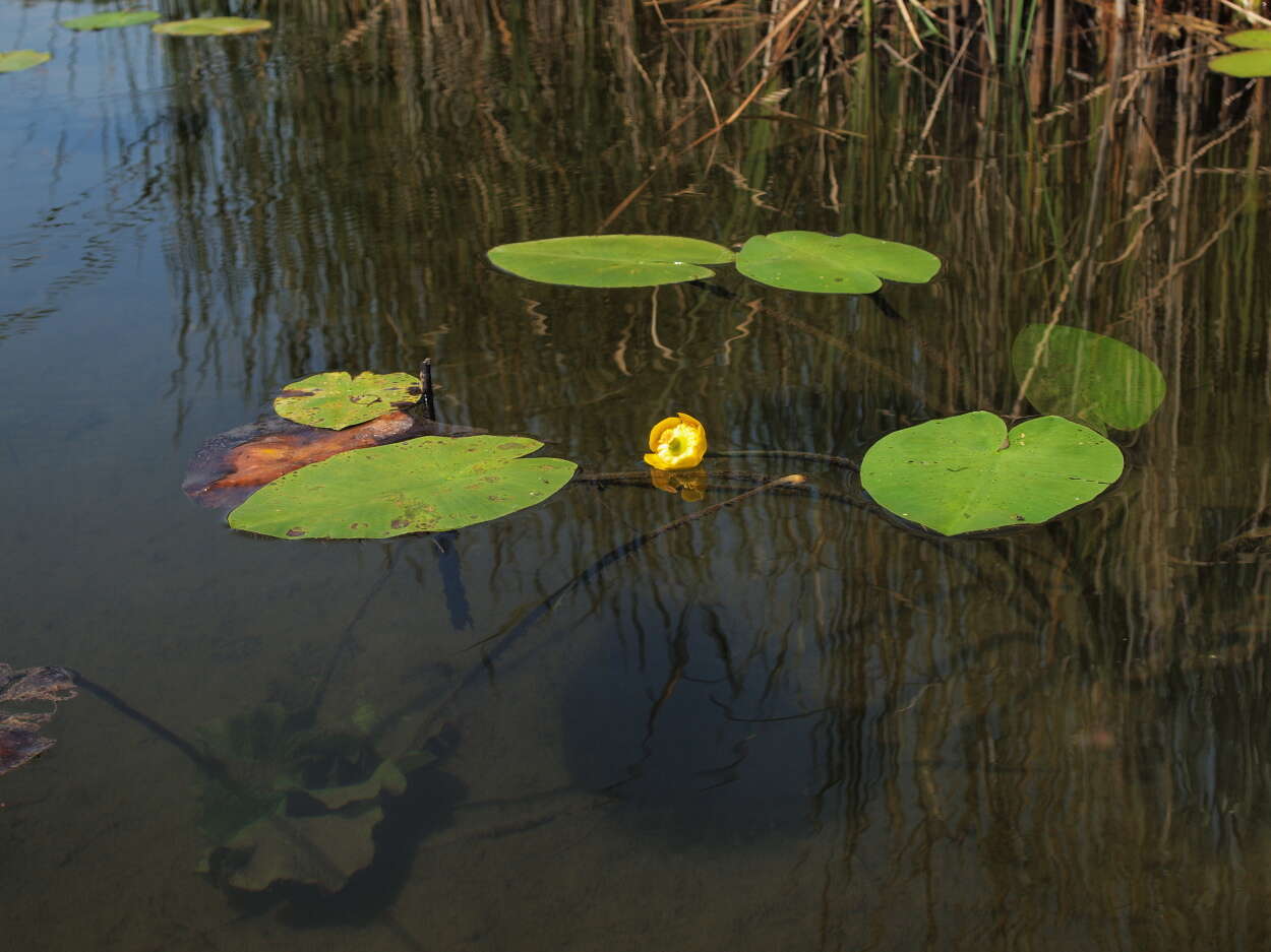 Image of Yellow Water-lily