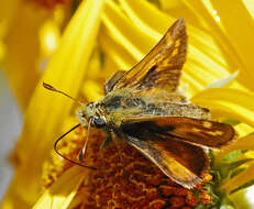 Atalopedes campestris Boisduval 1852 resmi