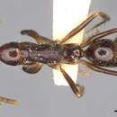 Image of Leptogenys sterops Bolton 1975